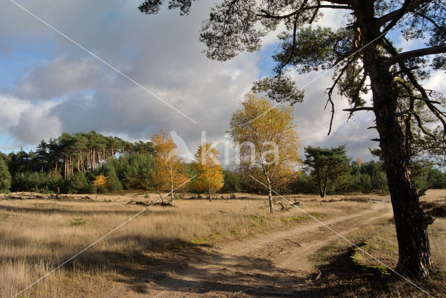 Grove den (Pinus sylvestris)