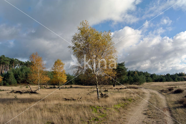 Grove den (Pinus sylvestris)