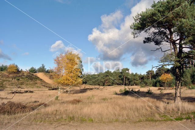 Grove den (Pinus sylvestris)