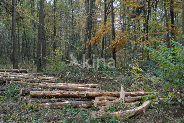 Grove den (Pinus sylvestris)
