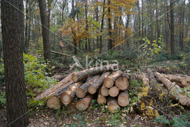 Grove den (Pinus sylvestris)