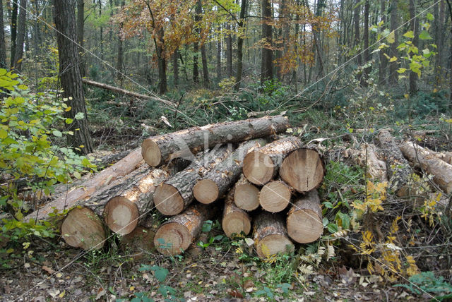 Grove den (Pinus sylvestris)