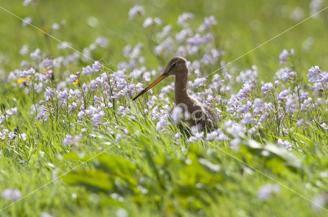 Black-tailed Godwit (Limosa limosa)