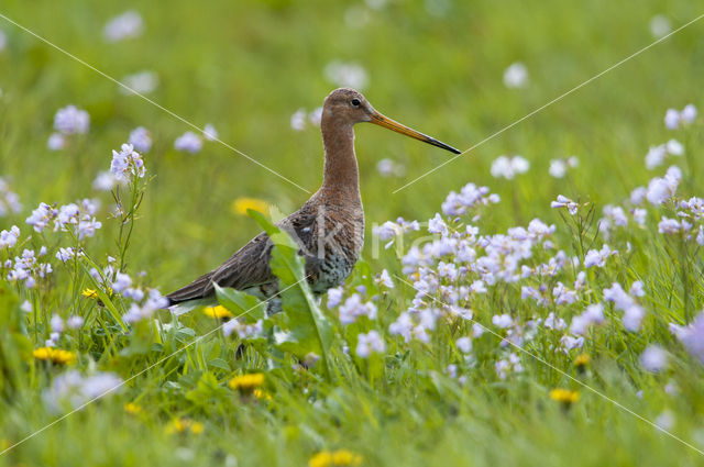 Black-tailed Godwit (Limosa limosa)