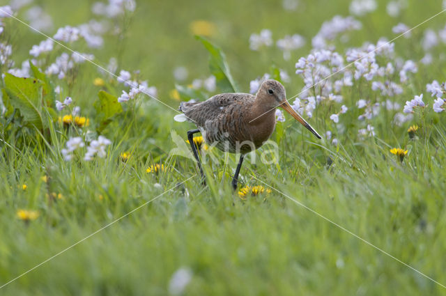 Grutto (Limosa limosa)