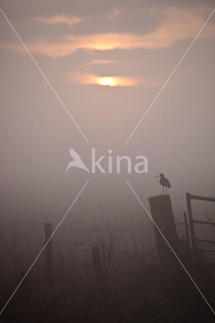 Black-tailed Godwit (Limosa limosa)