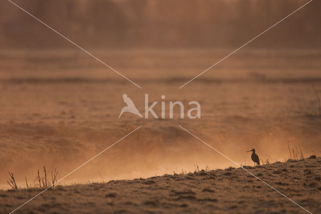 Black-tailed Godwit (Limosa limosa)