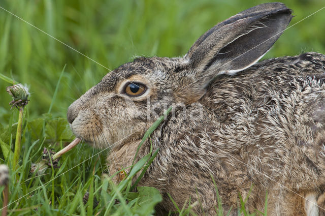 Brown Hare (Lepus europaeus)