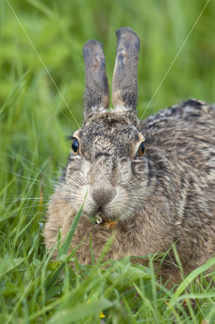 Brown Hare (Lepus europaeus)