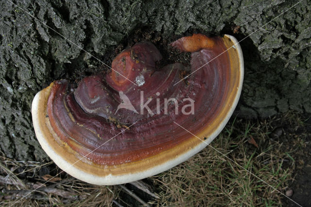 Ganoderma resinaceum