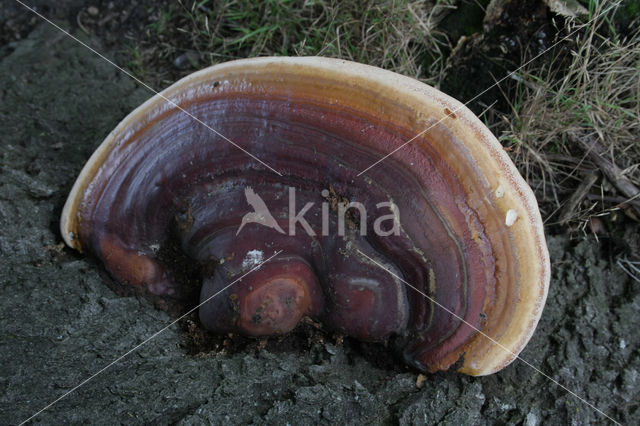 Harslakzwam (Ganoderma resinaceum)