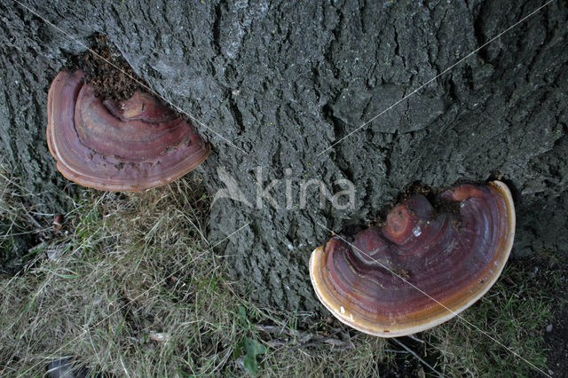 Harslakzwam (Ganoderma resinaceum)