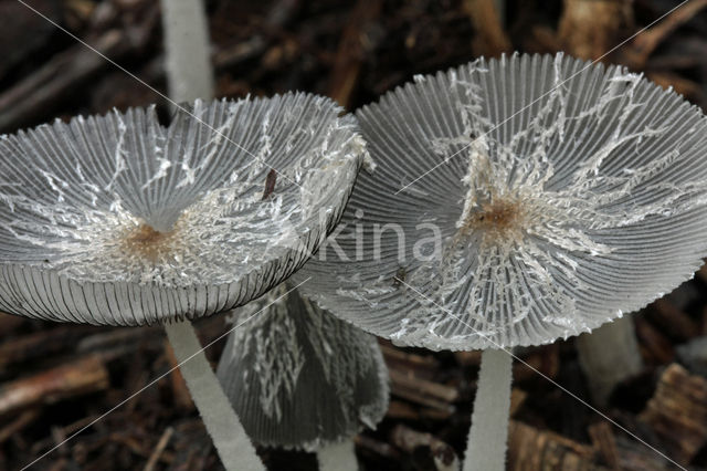 Hare'sfoot Inkcap (Coprinus lagopus)