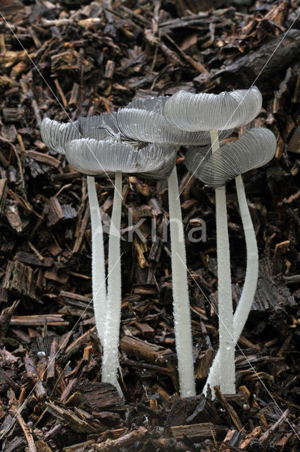 Hare'sfoot Inkcap (Coprinus lagopus)