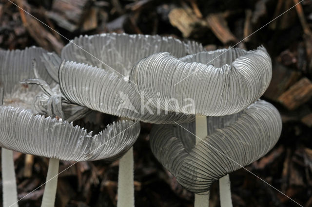 Hare'sfoot Inkcap (Coprinus lagopus)