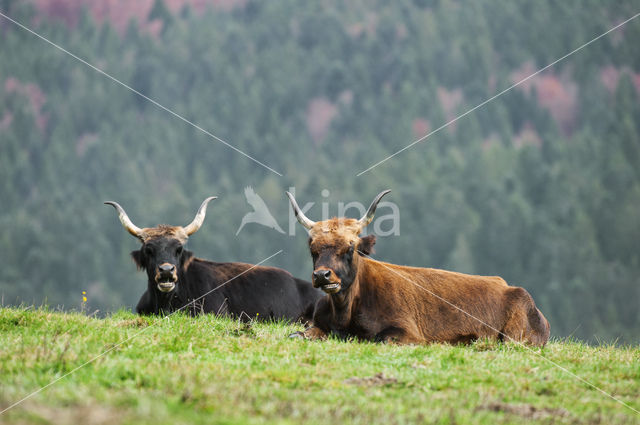 Heckrund (Bos taurus spp)