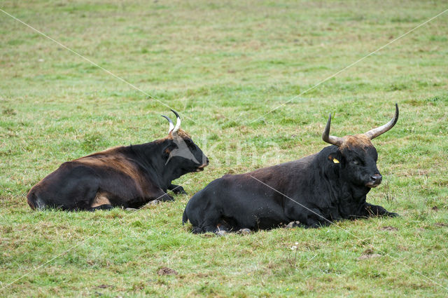 Heckrund (Bos taurus spp)