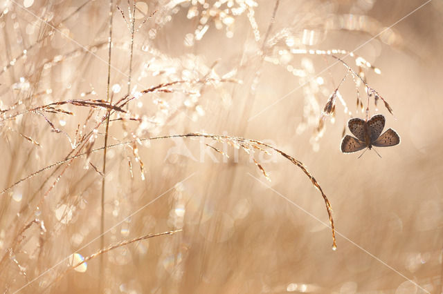 Silver Studded Blue (Plebejus argus)