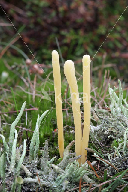 Heideknotszwam (Clavaria argillacea)