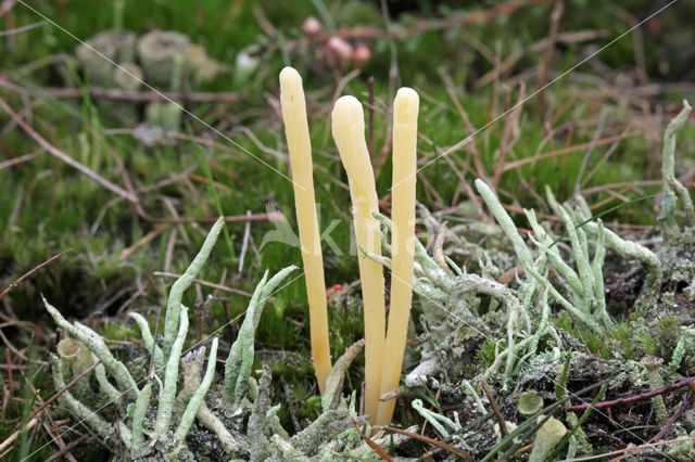 Heideknotszwam (Clavaria argillacea)