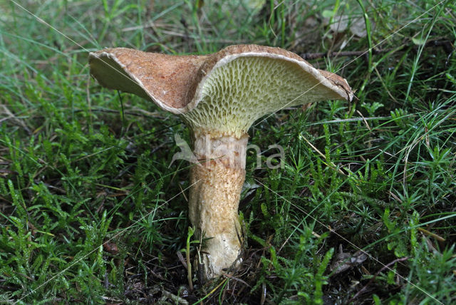 Bolete (Boletinus cavipes)