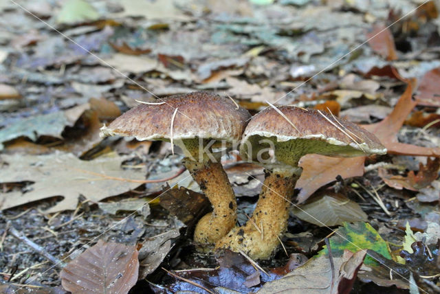 Holsteelboleet (Boletinus cavipes)