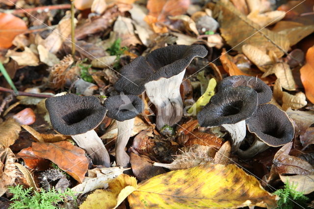 Black Trumpet (Craterellus cornucopioides)