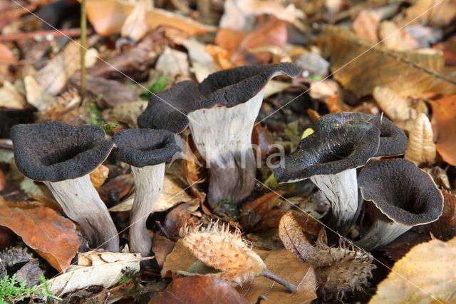 Black Trumpet (Craterellus cornucopioides)