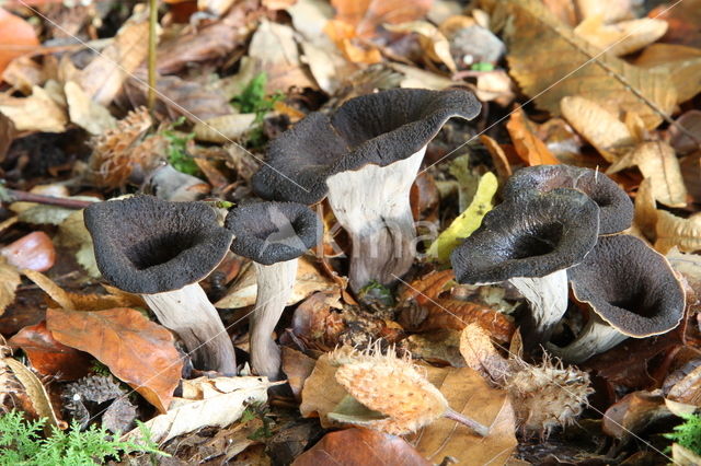 Black Trumpet (Craterellus cornucopioides)