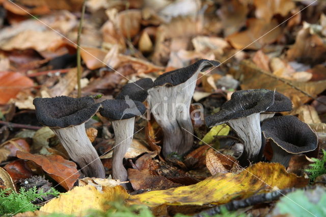 Black Trumpet (Craterellus cornucopioides)