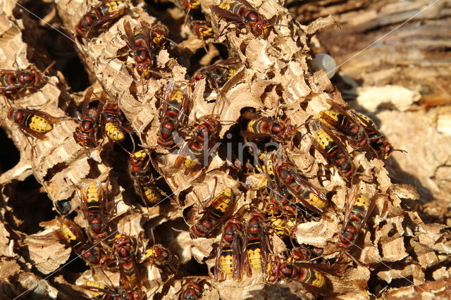 Hoornaar (Vespa crabro )