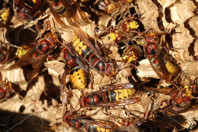 european hornet (Vespa crabro )