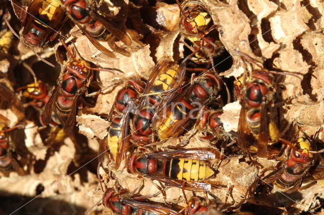 european hornet (Vespa crabro )