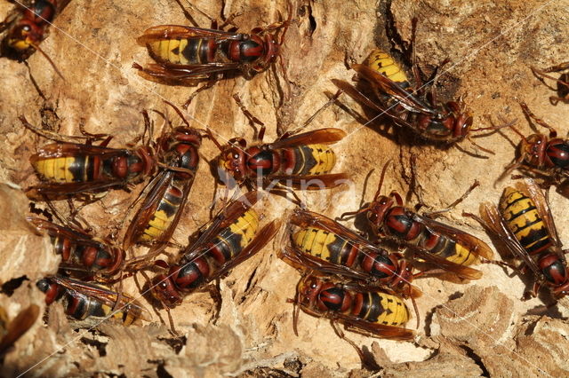 Hoornaar (Vespa crabro )