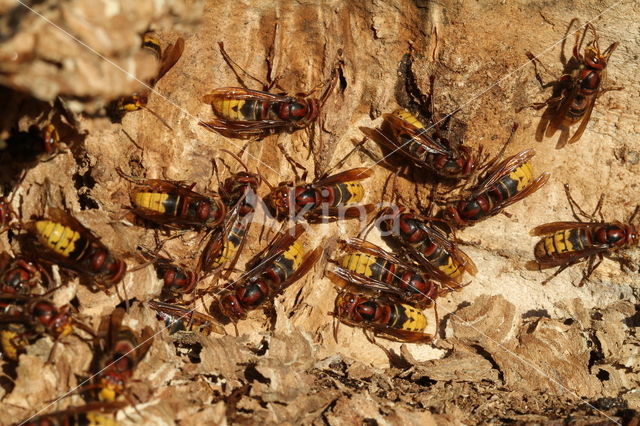 european hornet (Vespa crabro )