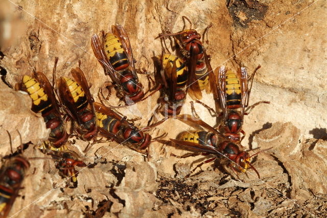 Hoornaar (Vespa crabro )