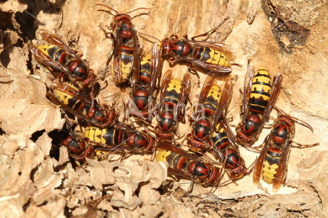 Hoornaar (Vespa crabro )