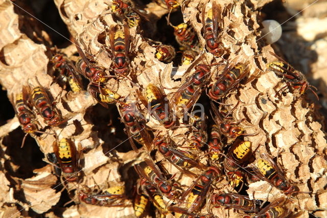 Hoornaar (Vespa crabro )