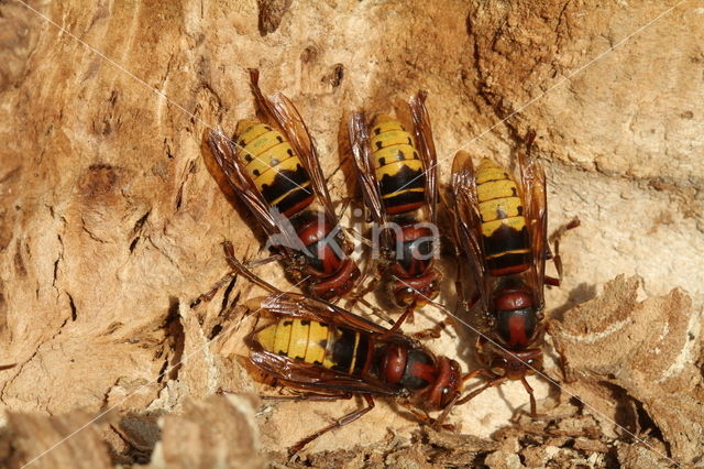 european hornet (Vespa crabro )
