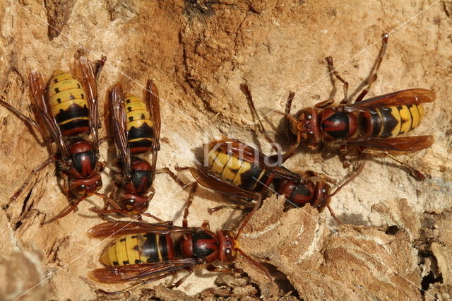 european hornet (Vespa crabro )