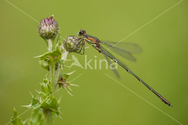 Houtpantserjuffer (Lestes viridis)