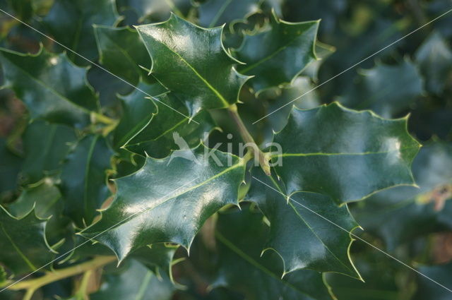 Hulst (Ilex aquifolium)