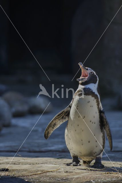 Humboldt penguin (Spheniscus humboldti)