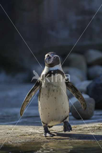 Humboldt penguin (Spheniscus humboldti)