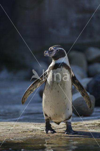 Humboldt penguin (Spheniscus humboldti)