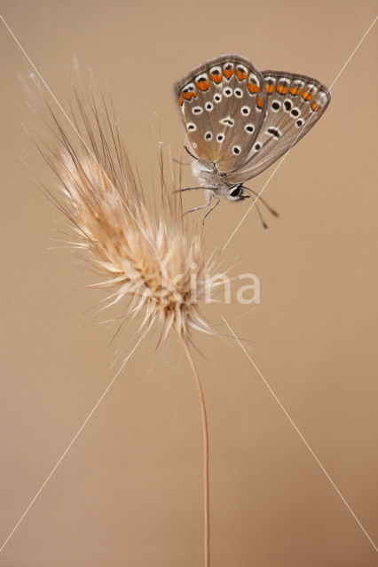 Common Blue (Polyommatus icarus)