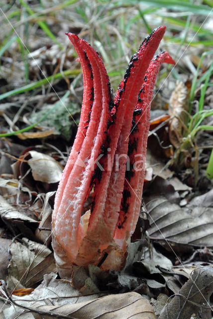 Inktviszwam (Clathrus archeri)