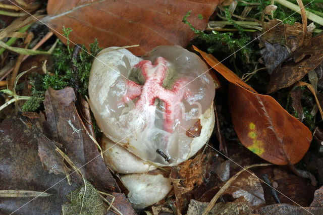 Inktviszwam (Clathrus archeri)