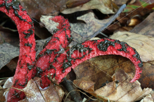 Inktviszwam (Clathrus archeri)