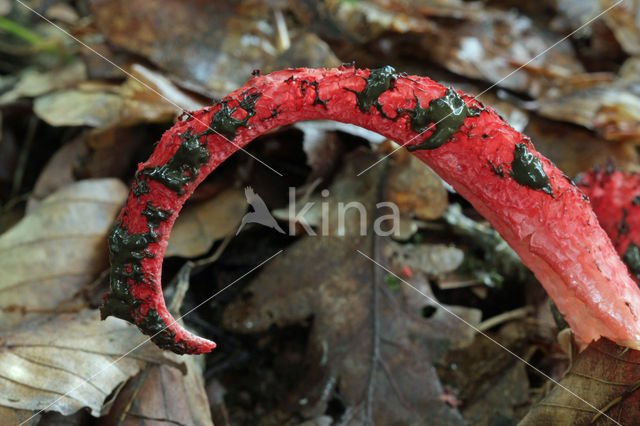 Inktviszwam (Clathrus archeri)